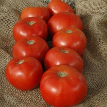 fresh tomatoes - product's photo