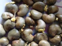 quality raw cashew nut for sale - product's photo