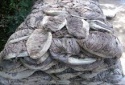 dry frozen salted beef omasum - product's photo