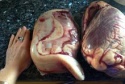 frozen beef tongue - product's photo