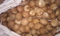 dried betel nut at very high quality & competitive price.... - product's photo