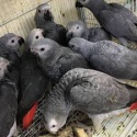 fresh fertile parrots eggs and baby parrots,ostrich eggs quai for sale - product's photo