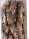 grouper fish - product's photo