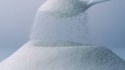 refined sugar icumsa 45 white - product's photo