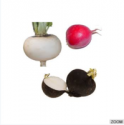 fresh radish - product's photo