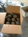 thai queen mini pineapple - product's photo