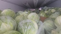 fresh white cabbage for sale  - product's photo