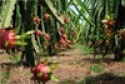 dragon fruit - product's photo