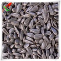  black oil sunflower seeds for oil - product's photo