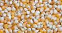 maize - product's photo