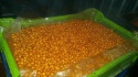sea buckthorn - product's photo