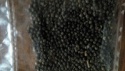 black pepper - product's photo