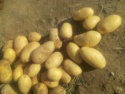 fresh potatoes - product's photo
