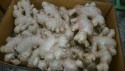 fresh ginger - product's photo