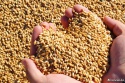 weather market of wheat or how weather conditions affect prices in the world wheat market - news on Buy-foods.com